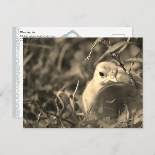 ブレンディング – はがき (正面/裏面)