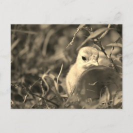 ブレンディング – はがき