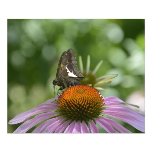 ブレンドアウト写真プリント フォトプリント            (正面)