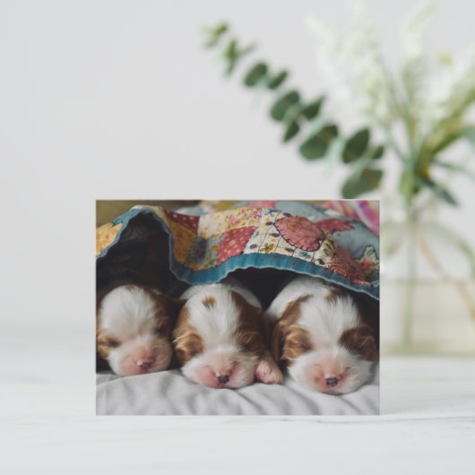 ブレンハイムカバリエキングチャールズスパニエル犬パピーズ ポストカード (スタンド正面)