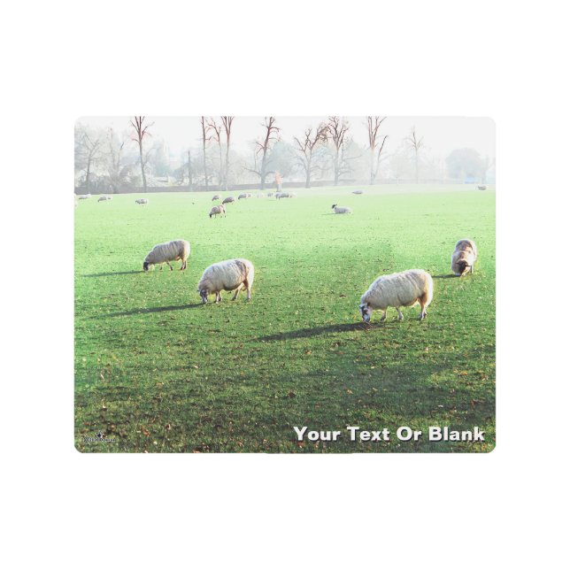 ブレンハイムパレスシープ メタルプリント (正面)