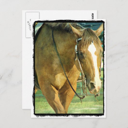 ブレーズウエスタンホース ポストカード (正面/裏面)