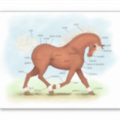 ブレーズポニー解剖図ウマ科の付きソレル馬 シール (正面)