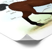 ブレーズ教育解剖図を備えたベイホース ポスター (角)