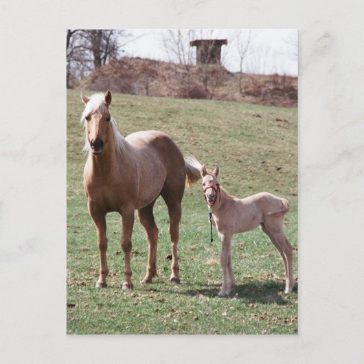 ブレー&ジャック ポストカード (正面)