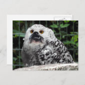 ブログはがき ポストカード (正面/裏面)