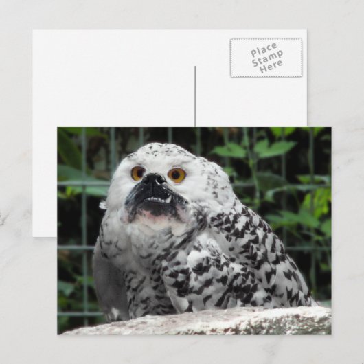 ブログはがき ポストカード (正面/裏面)