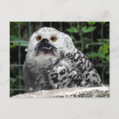 ブログはがき ポストカード (正面)