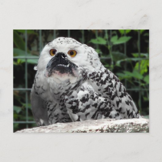 ブログはがき ポストカード (正面)