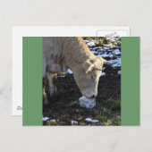 ブロック塩をなめる牛 ポストカード (正面/裏面)