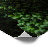 ブロッコリー&カリフラワー ポスター (角)