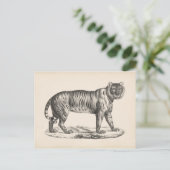 ブロットマンタイガースケッチ ポストカード (スタンド正面)