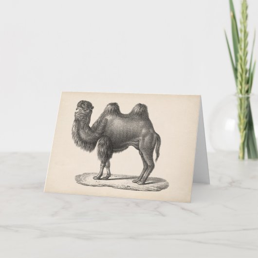 ブロットマン・キャメル・スケッチ カード (正面)