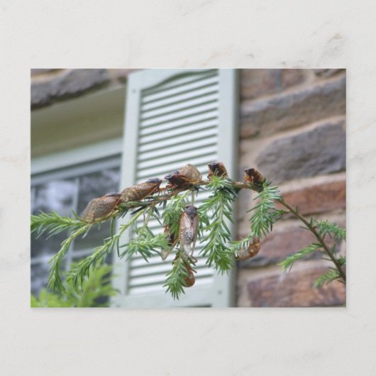 ブロッドX ポストカード (正面)