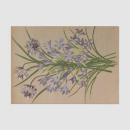 ブロディエアコンゲスタバイアレンティナヘンドリカアレンドセン 薄葉紙