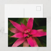 ブロムリアド開花 ポストカード (正面/裏面)