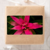 ブロムリアド開花 ラベル (インサイチュ)