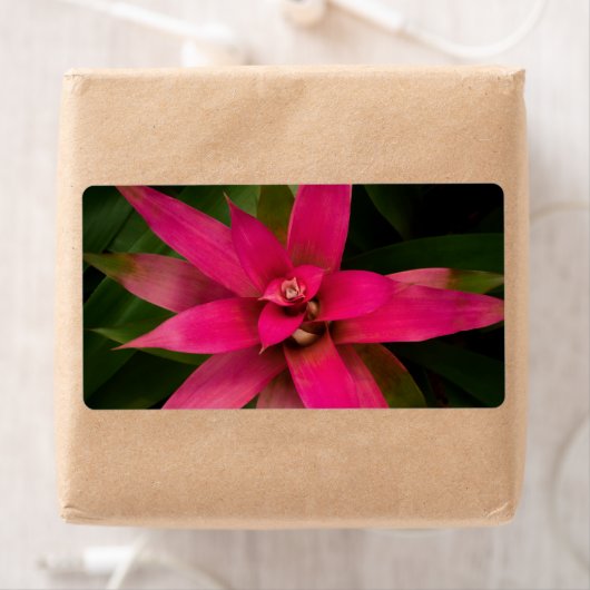 ブロムリアド開花 ラベル (インサイチュ)