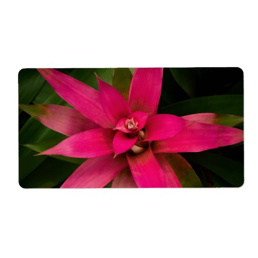 ブロムリアド開花 ラベル (正面)