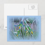 ブロムリードが青く咲く ポストカード (正面/裏面)