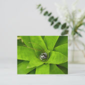 ブロムリード緑色植物写真 ポストカード (スタンド正面)