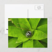 ブロムリード緑色植物写真 ポストカード (正面/裏面)