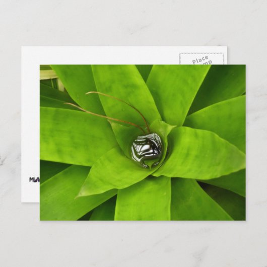ブロムリード緑色植物写真 ポストカード (正面/裏面)
