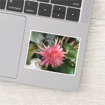 ブロムリード花