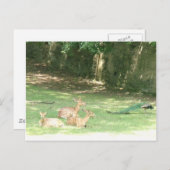 ブロンクス動物園イメージ ポストカード (正面/裏面)