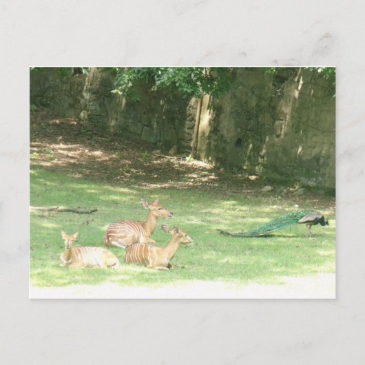 ブロンクス動物園イメージ ポストカード (正面)