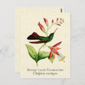 ブロンズオテイルザウメレターハミングバードヴィンテージアート ポストカード (正面/裏面)