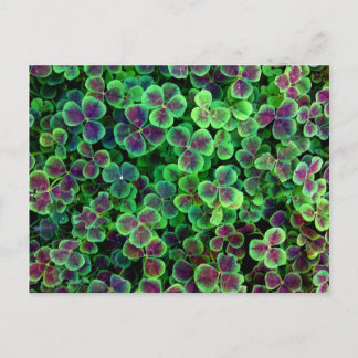 ブロンズオランダクローバー ポストカード