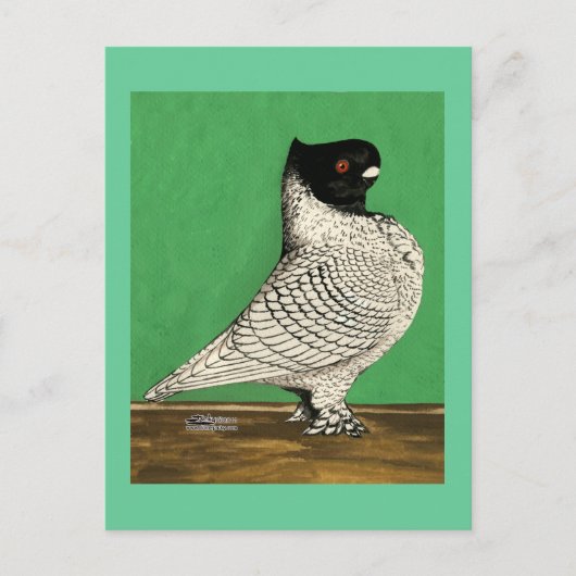 ブロンディーネットフリルピジョン ポストカード (正面)