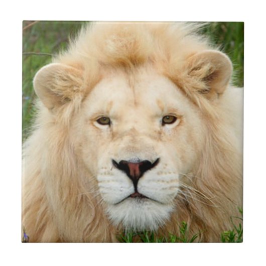 ブロンドの真珠 タイル (正面)