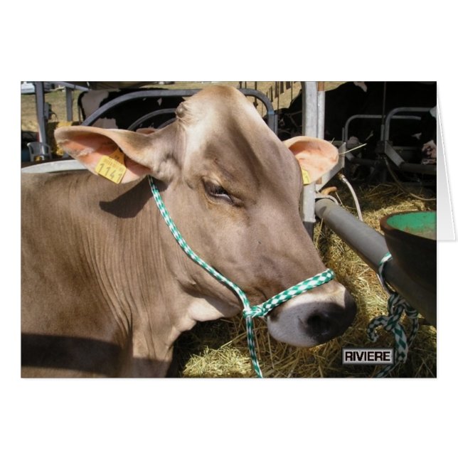 ブロンドのd'Aquitaine (正面横)