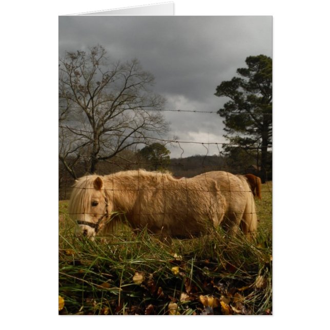 ブロンドミニチュアポニー (正面)