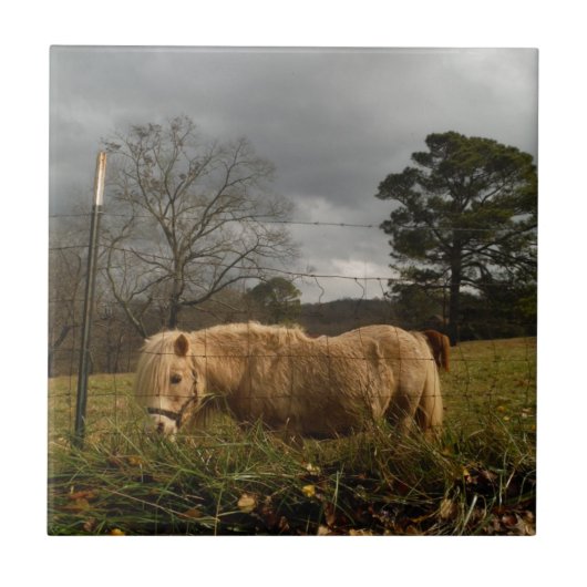 ブロンドミニチュアポニー タイル (正面)