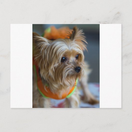 ブロンドヨークシャーテリアー ポストカード (正面)