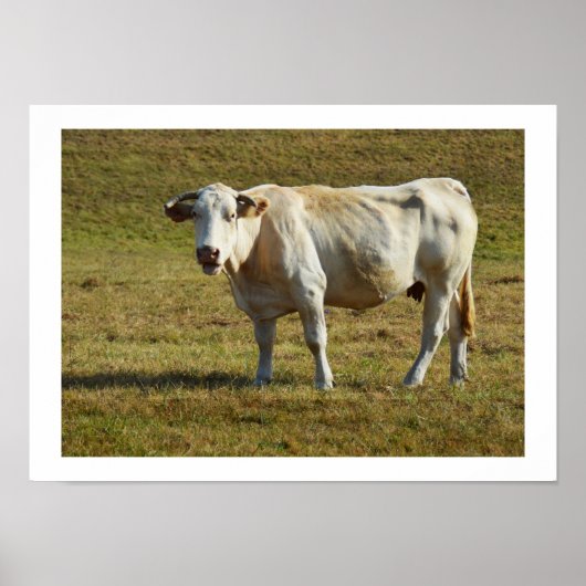 ブロンド・アキテーヌ牛 ポスター (正面)