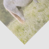 ブロードフットマーレ 薄葉紙 (詳細)