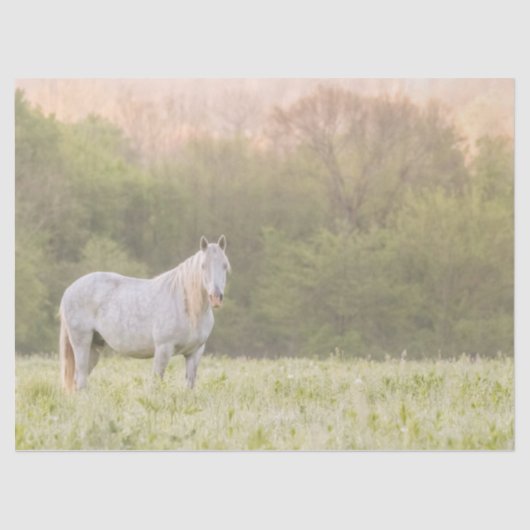 ブロードフットマーレ 薄葉紙 (正面)