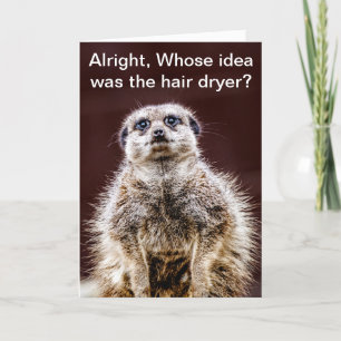 ブロードライのmeerkat カード