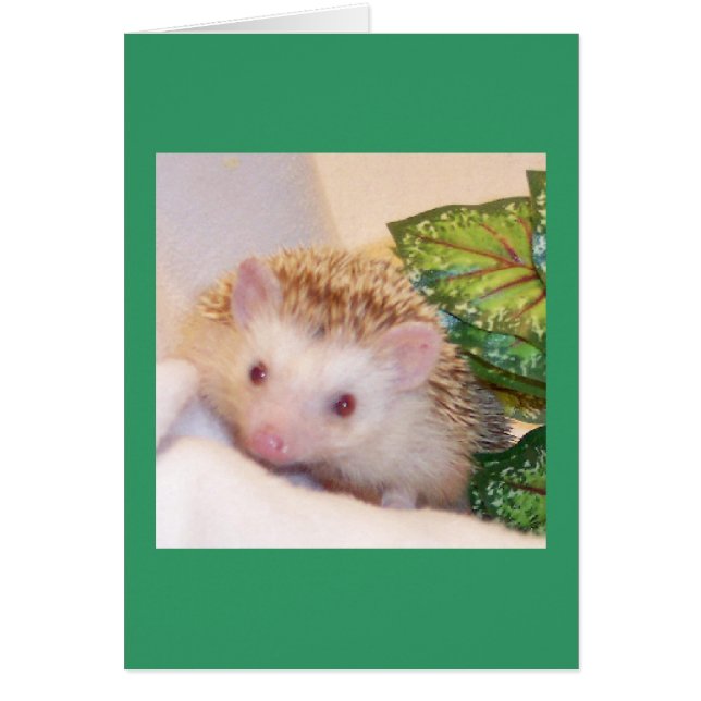 ブーイングのハリネズミをかいま見て下さい (正面)