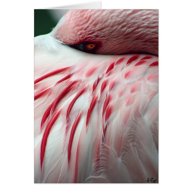 ブーイングをかいま見て下さい (正面)