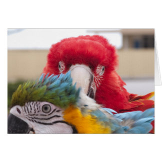 ブーイングをかいま見て下さい