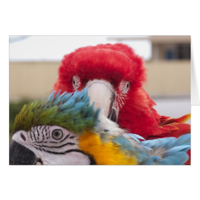 ブーイングをかいま見て下さい (正面横)