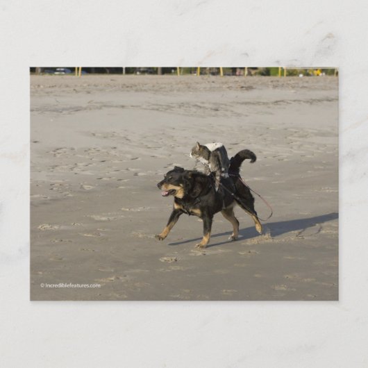 ブーガー、子猫、ムーシーのビーチ ポストカード (正面)