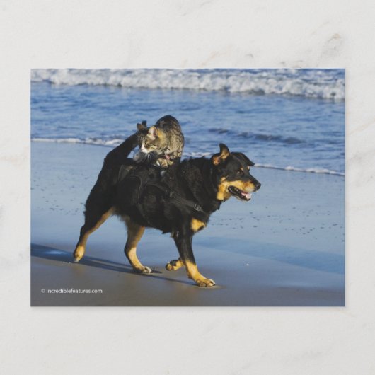 ブーガー・子猫・ムーシー ポストカード (正面)