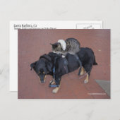 ブーガー、子猫、ムーセイオン州通り ポストカード (正面/裏面)