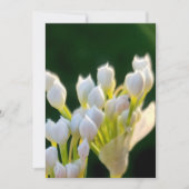 ブーケチーブドゥ サンキューカード (正面)